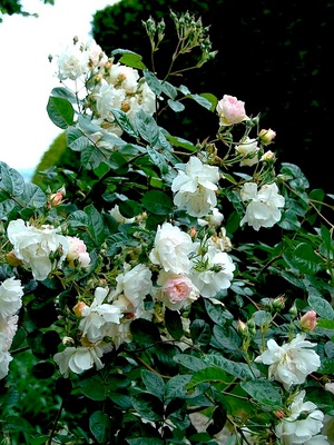 Atelier de formation à la taille des rosiers et d'Hydrangeas à La Ballue