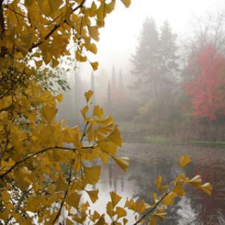 ARBORETUM DE LA MARTINIÈRE