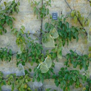 Les Vergers-Potagers de Montigny et le parc