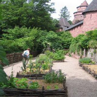 JARDIN MEDIEVAL DU CHÂTEAU DU HAUT-KOENIGSBOURG