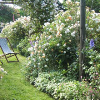 JARDIN DE ROSES ET VIVACES