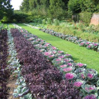 JARDIN POTAGER ARC EN CIEL