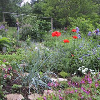 LE POTAGER D'UNE CURIEUSE