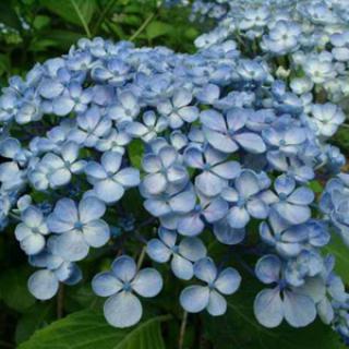 SHAMROCK COLLECTION NATIONALE D'HYDRANGEA (CCVS)