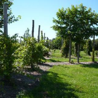 ARBORETUM DE LA PETITE LOITERIE