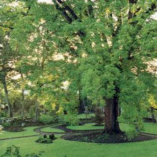 LE JARDIN DU NOYER