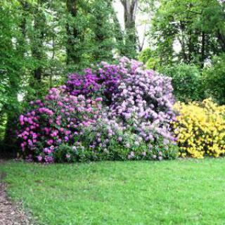 PARC DU CHATEAU DE CHAVANIAC-LAFAYETTE