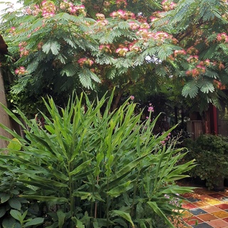 Jardin botanique de la Florendière