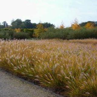 LE JARDIN DES ARBRES