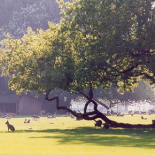 PARC ANIMALIER ET BOTANIQUE DE BRANFÉRÉ