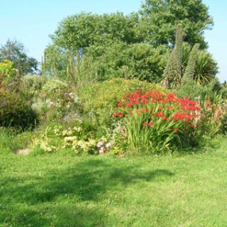 LES CORDYLINES