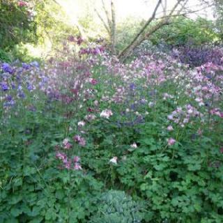 LE JARDIN DE MANOU