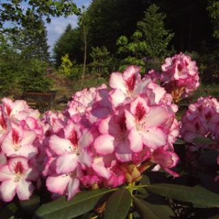 JARDIN BOTANIQUE DE GONDREMER