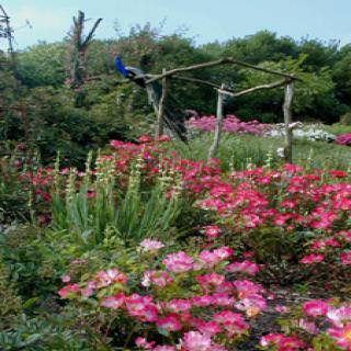 LES CHEMINS DE LA ROSE