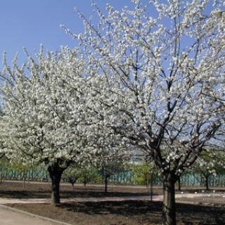 JARDIN BOTANIQUE DE LA VILLE DE CLERMONT-FERRAND