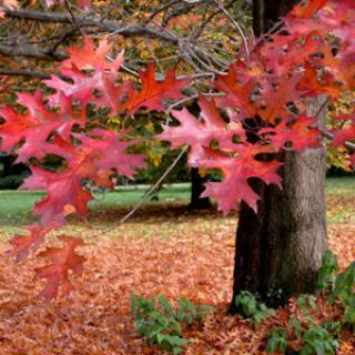 ARBORETUM ROBERT RUFFIER LANCHE