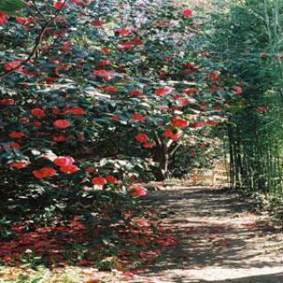 PARC FLORAL LES CAMELLIAS DE LA PRAIRIE