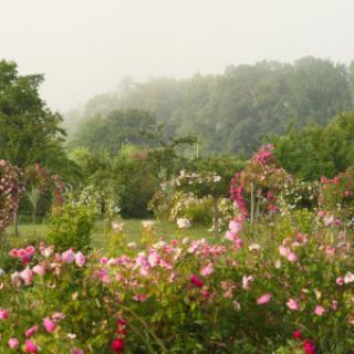 Roseraie des Pommiers