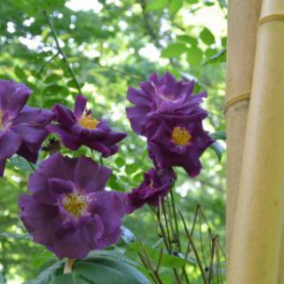 JARDIN DES DENTELLES