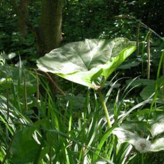 Le Jardin du Naturaliste