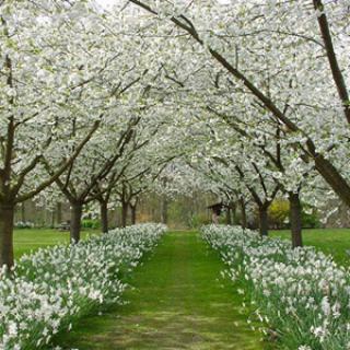 LE BOIS DE BONANCE