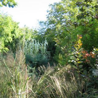 JARDIN LES BAMBOUS DE PLANBUISSON