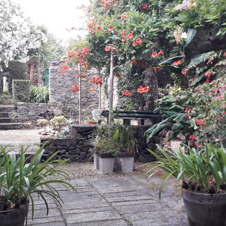 Un jardin japonais pour le thé, à Tréguier