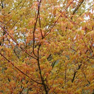 ARBORETUM DE LA SEDELLE