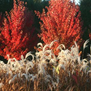 Le jardin botanique d'Alkinoos