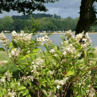 CIRCUIT DES HORTENSIAS