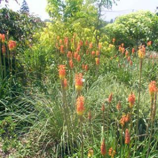 JARDIN EXOTIQUE ET ANIMALIER TROPICALAND