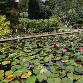 Jardin Aquatique Acorus