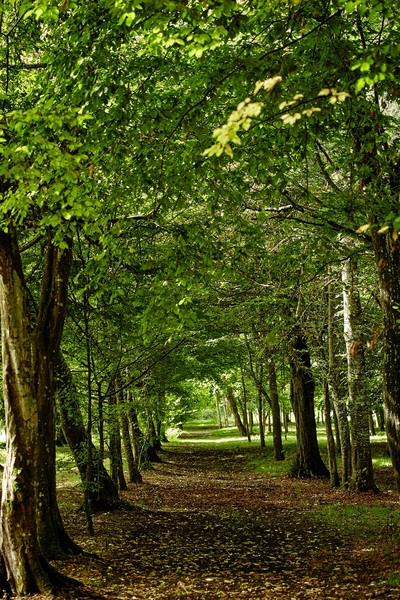 PARC ET JARDINS DU CHÂTEAU DE BEAULON