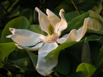 LE JARDIN DE SYLVIE FONTAINE