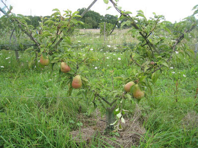 Le Jardin des Merlettes