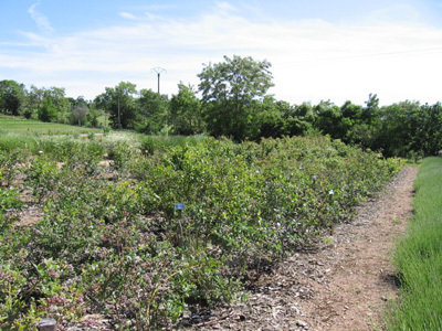 JARDINS DU DOMAINE DE LA CHAIZE