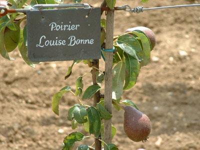 JARDINS DU CHÂTEAU DE TALCY