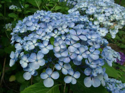 SHAMROCK COLLECTION NATIONALE D'HYDRANGEA (CCVS)