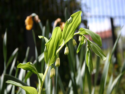 LE JARDIN DE CURÉ - ECOMUSÉE DES MONTS DU FOREZ