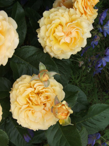 JARDIN DU LOGIS DE LA BARONNIÈRE