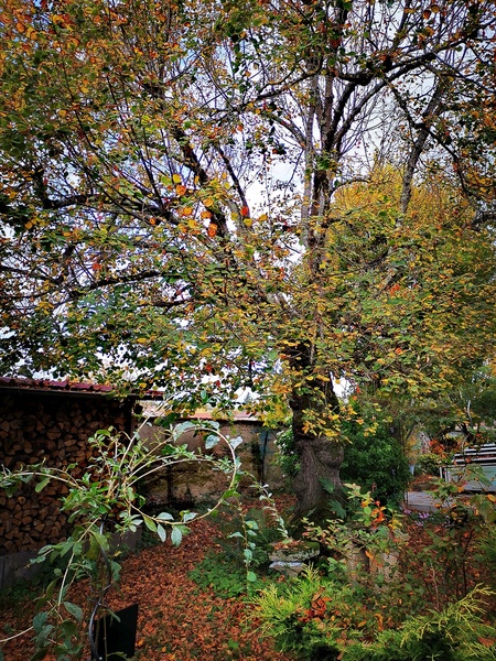 Jardin botanique de la Florendière