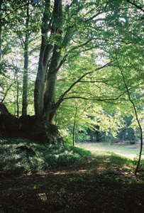 PARC DU CHÂTEAU DE FIGON