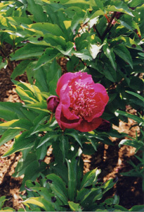 LES JARDINS DES LOGES DU PARC