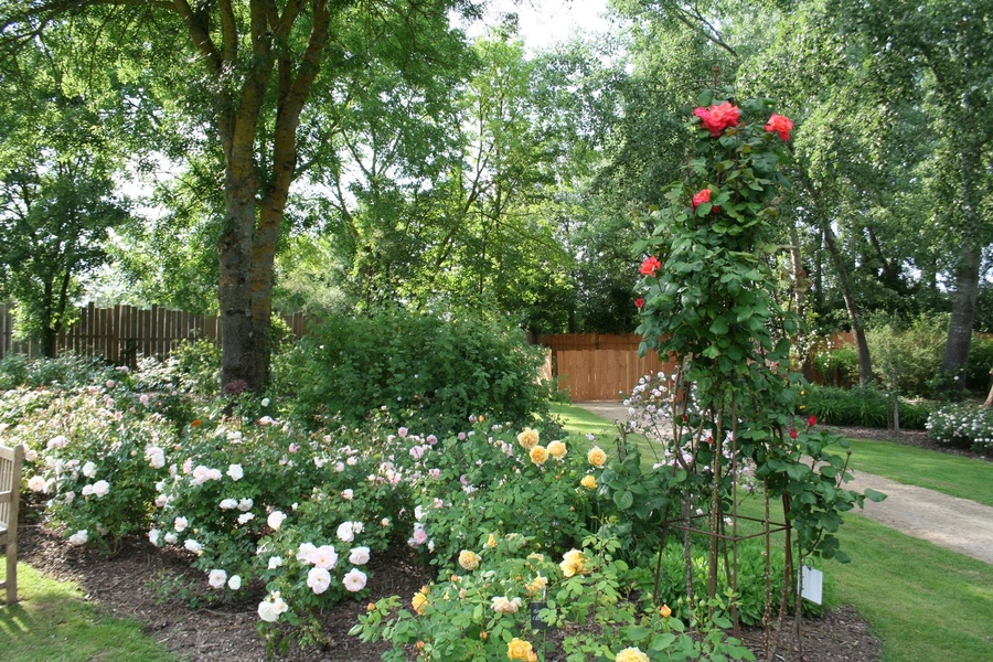 LES CHEMINS DE LA ROSE