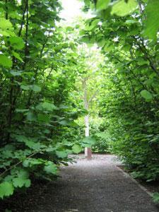 LE JARDIN DES ARBRES