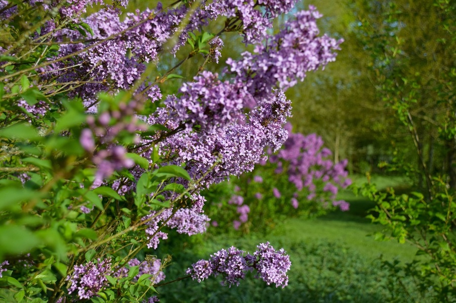 LES JARDINS DE BROCÉLIANDE