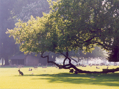 PARC ANIMALIER ET BOTANIQUE DE BRANFÉRÉ