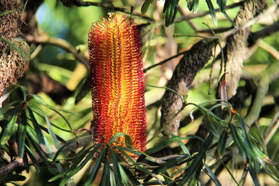 JARDIN EXOTIQUE ET BOTANIQUE DE ROSCOFF