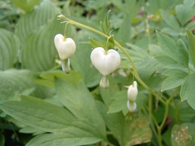 LES JARDINS DU PAYS D'AUGE