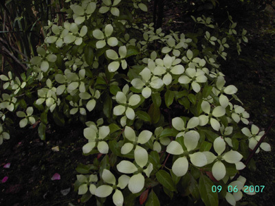 JARDIN DES DENTELLES